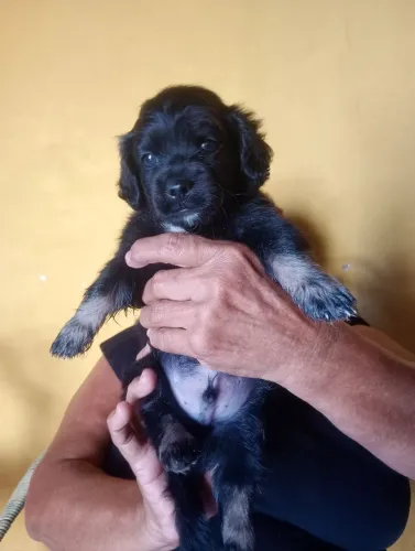 POODLE MACHO N°2