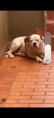 Cachorro Boxer