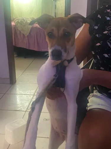 Cachorro para doar