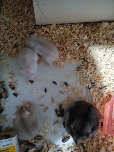 Doação de Hamster com gaiola