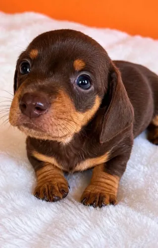 Dachshund/cofap Arlequim Macho
