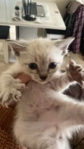 Adoção responsável de pequenos gatinhos