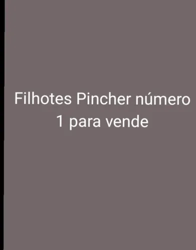 Vendendo cachorro pinscher