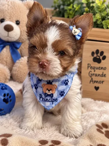 Raríssimo! Yorkshire merle macho para você