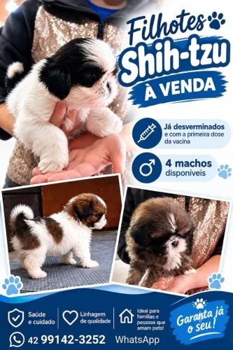 Shih tzu machos 45 dias