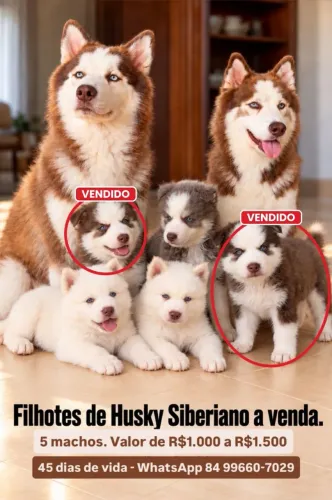 Filhotes de Husky Siberiano 