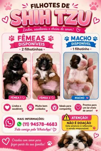 Shihtzu