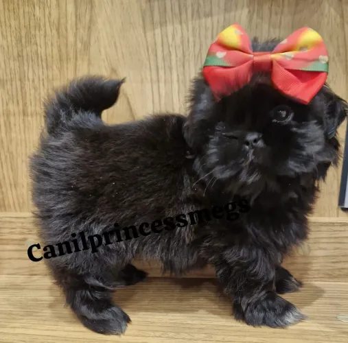 Shihtzu fêmea preta