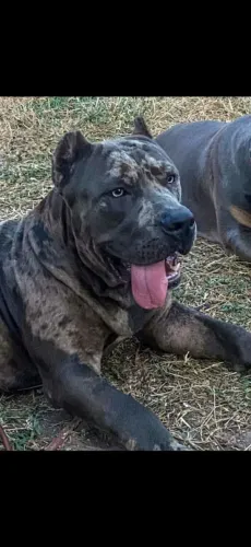 Vendo