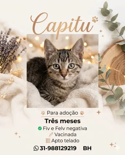 Gatinhos para adoçao! Gratis!