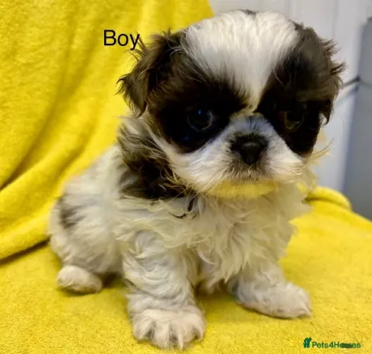 Cãozinho shih tzu/shitzu saudável e brincalhão com garantia de saúde
