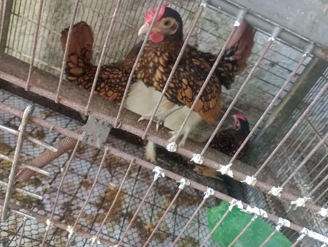 Casal Sebright dourado 