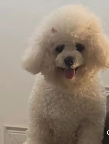 Bichon frise pet 