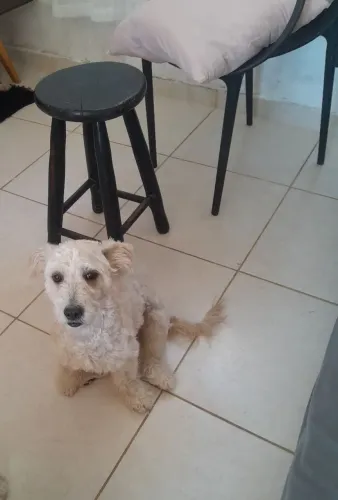 DOAÇÃO Poodle fêmea