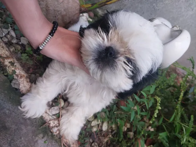 Vendo lindo cachorrinho shitzu macho