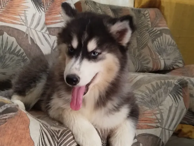 Filhote fêmea Husky 