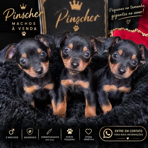 Pincher n 1