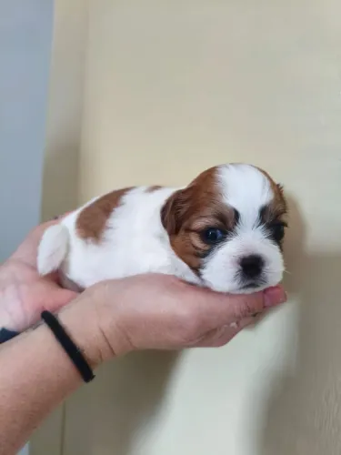 Disponíveis raça shit-zu 2 machos,raça pura linhagem boa 1400,00 cada  