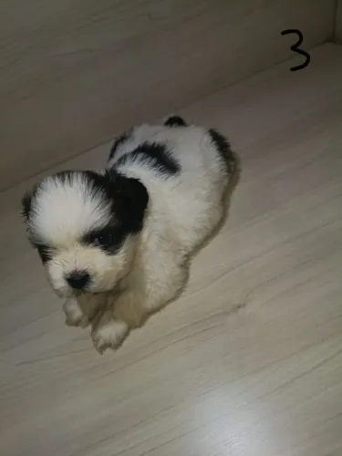 *PRESENTE DIA DAS CRIANÇAS* 4 Shih Tzu Bebê Machos