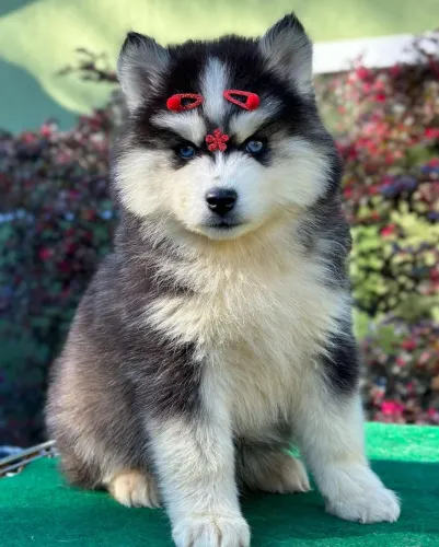 Husky siberiano filhotes pedigree grátis parcelo até 21x 