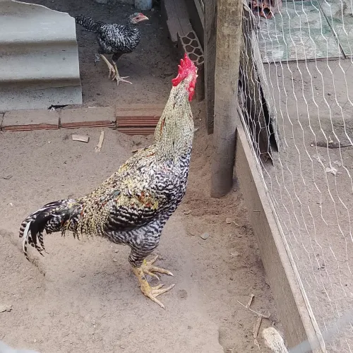 Vendo frango Carioca