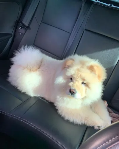 Filhotes De Chow Chow - Pequenos No Tamanho, Gigante No Amor