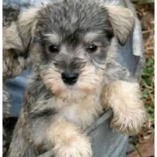 Schnauzer fêmeas e machinhos com garantias em contrato
