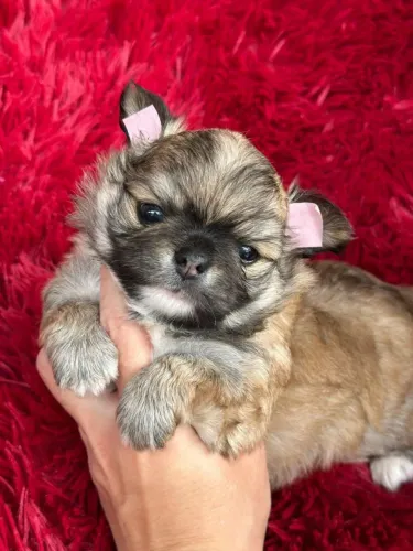 Chihuahua macho Pêlo longo maravilhoso! Focinho curtíssimo!