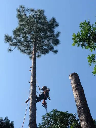 Corte e poda de Árvores Profissional Santo Amaro, Palhoça e região. 
