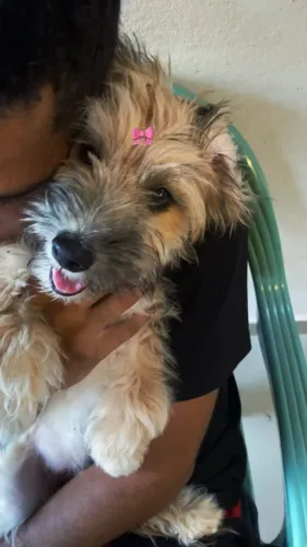 cachorro puldo fêmea