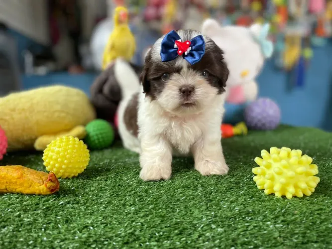 Shihtzu machinho olhos verdes fofinho 