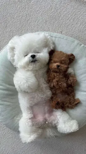 Bichon Frisé - Doçura e Beleza