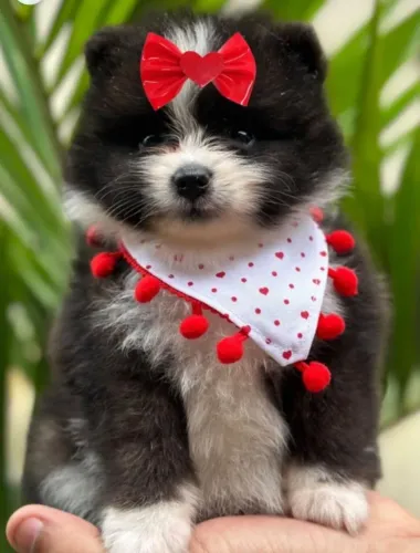 Spitz Alemão fêmea bicolor. Uma raça para alegrar seus dias!
