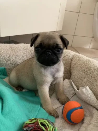 Filhotes de pug caminha verde bola laranja 