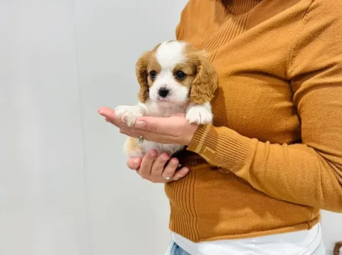 Filhote fêmea de Cavalier King - pronta para o novo lar