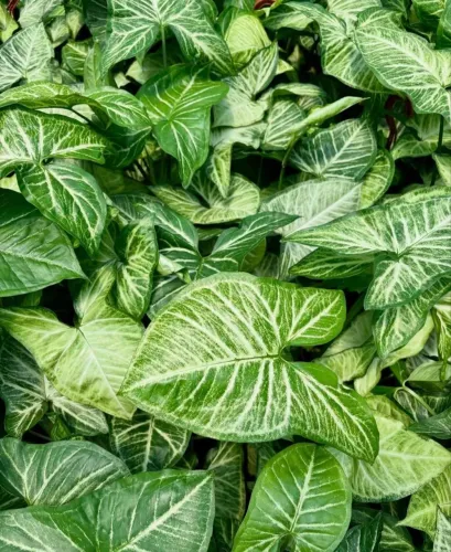 Planta Singônio - Folhas Verde e Branco
