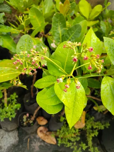 Mudas de CAJUEIRO Enxertado anão precoce