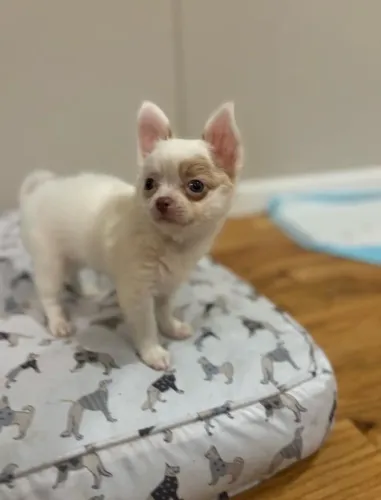 Lindos Filhotes de Chihuahua, Disponíveis para um Novo Lar