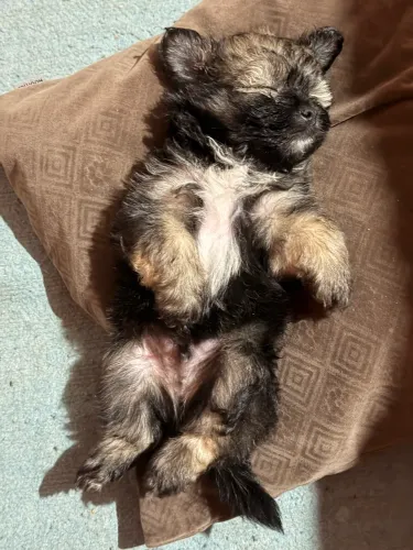 Vendo shih tzu misturado com maltês 