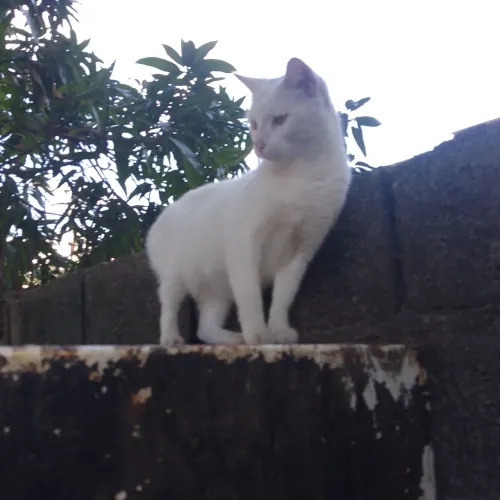 Doação d gato