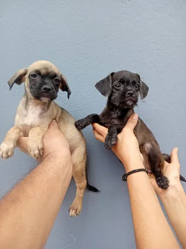 Mestiços de Pug fêmeas é machos 450 reias cada filhote. 