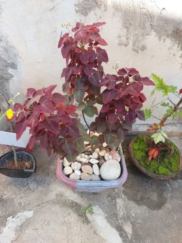 Planta trevo roxo