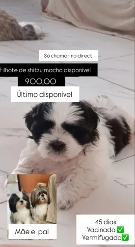 Venda de shihtzu