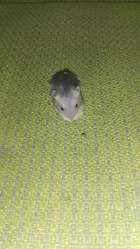 Hamster
