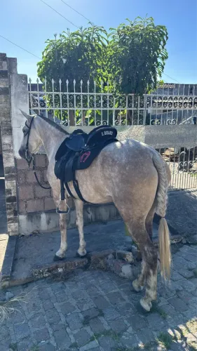 Égua mangalarga sem rg