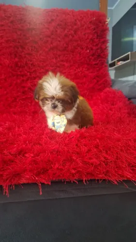 Micro shih tzu 70 dias pesando 360 gramas 