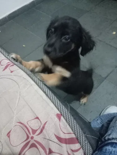 Cachorro filhote para doação