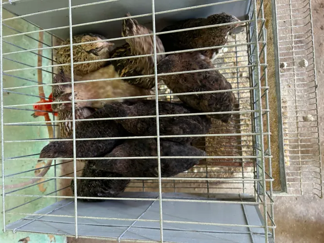 Codorna ovos férteis 