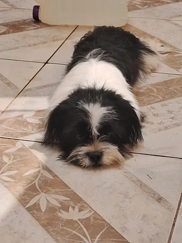Vendo cachorra de 8 meses 