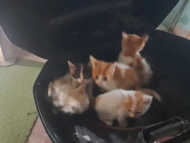 Já desmamaram e já comem ração. Doação responsável de lindos gatinhos ? ?